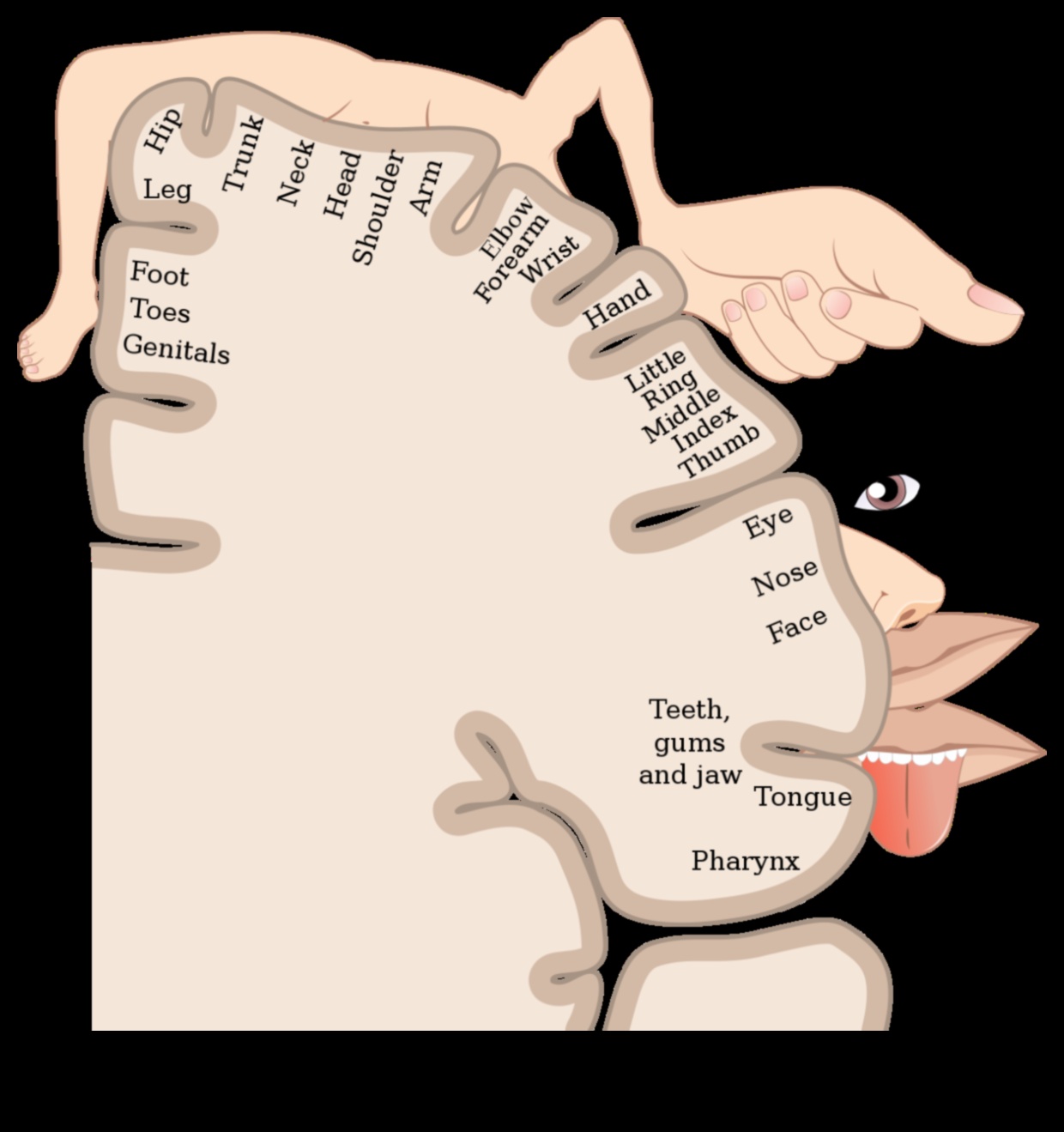 Sensory Harmony: A Symphony of Body Scan Meditation
